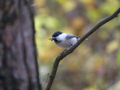 Poecile montanus