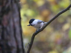Poecile montanus