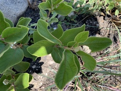Diospyros galpinii