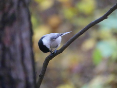 Poecile montanus
