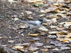 Poecile montanus