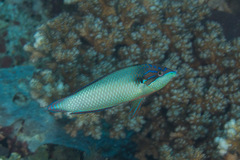 Anampses neoguinaicus
