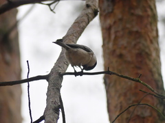 Poecile montanus