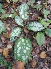 Pulmonaria hirta