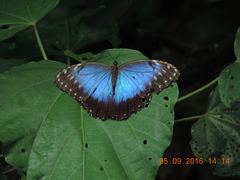 Morpho helenor montezuma
