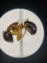 Camponotus clarithorax