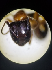 Camponotus clarithorax