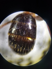 Camponotus maritimus