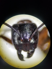 Camponotus maritimus