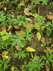 Hydrophyllum virginianum