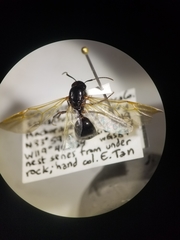 Camponotus maritimus