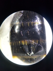 Camponotus maritimus