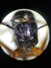 Camponotus maritimus