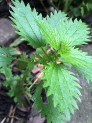 Urtica urens