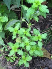 Urtica urens