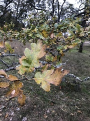 Quercus garryana