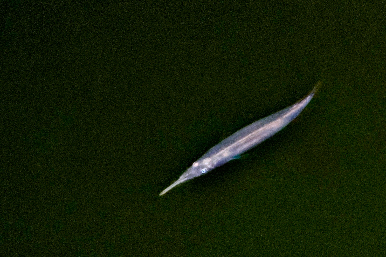 Sumatra Halfbeak photo 6
