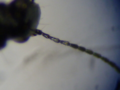 Microlestes