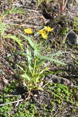 Hieracium putoranicum