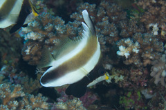Heniochus chrysostomus