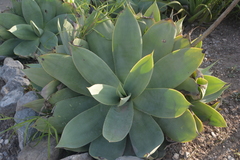 Agave mitis