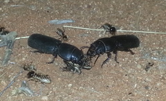 Passalidius fortipes