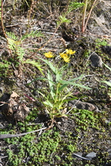 Hieracium putoranicum