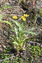 Hieracium putoranicum