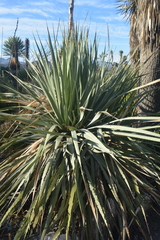 Dasylirion cedrosanum