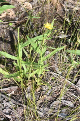 Hieracium putoranicum