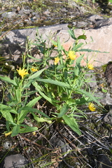 Hieracium putoranicum