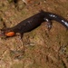 Imitator Salamander - Photo (c) Brian Gratwicke, some rights reserved (CC BY)