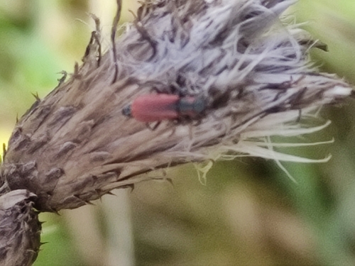 Red Malachite Beetle, Wijk bij Duurstede, NL-UT, NL, photo 10 of 10