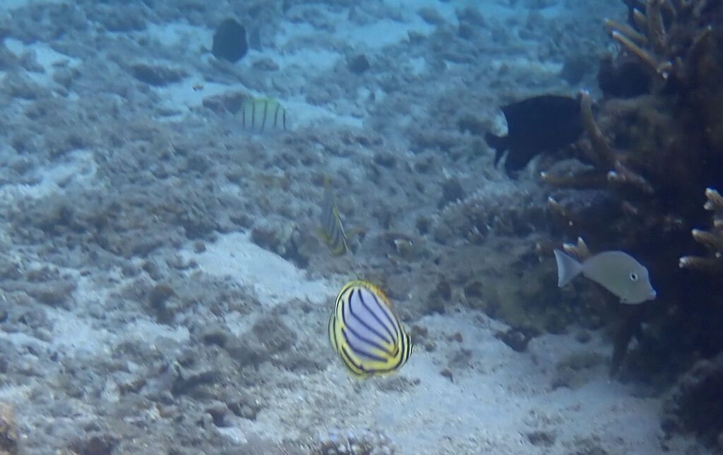 Scrawled butterflyfish