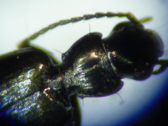 Microlestes