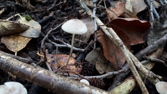 Mycena vitilis