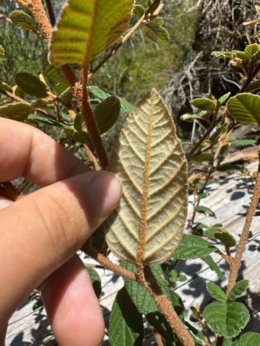 Pomaderris prunifolia, photograph 3
