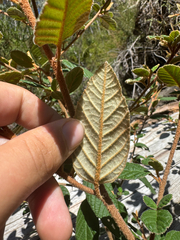 (c) Caleb Catto, some rights reserved (CC BY) Pomaderris prunifolia, photograph (c) Caleb Catto, some rights reserved (CC BY)