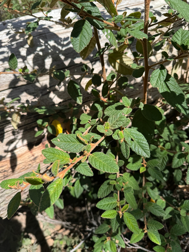 Pomaderris prunifolia, photograph 1