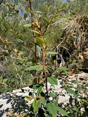 (c) Caleb Catto, some rights reserved (CC BY) Pomaderris prunifolia, photograph (c) Caleb Catto, some rights reserved (CC BY)