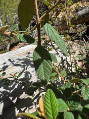 (c) Caleb Catto, some rights reserved (CC BY) Pomaderris prunifolia, photograph (c) Caleb Catto, some rights reserved (CC BY)