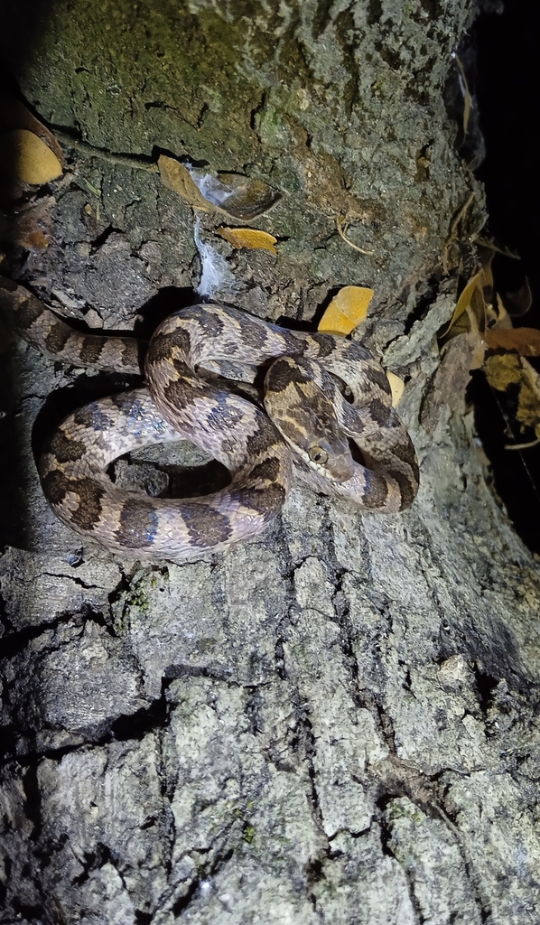 Northern Cat-Eyed Snake