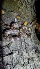 Northern Cat-Eyed Snake photo 1