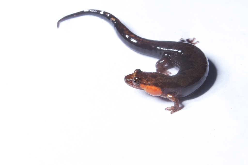 Dusky Salamanders