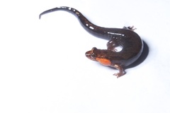 Desmognathus imitator