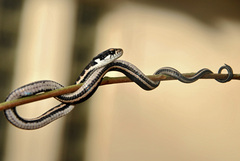 Rhabdophis chrysargoides