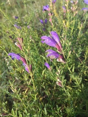 Dracocephalum peregrinum