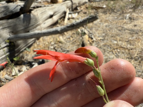 iNaturalist observation photo of San Gabriel beardtongue