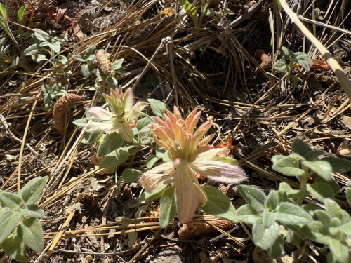 iNaturalist observation photo of Yellow monardella
