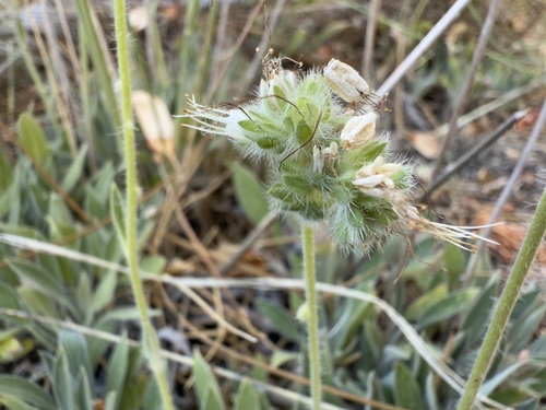 iNaturalist observation photo of Mountain Phacelia